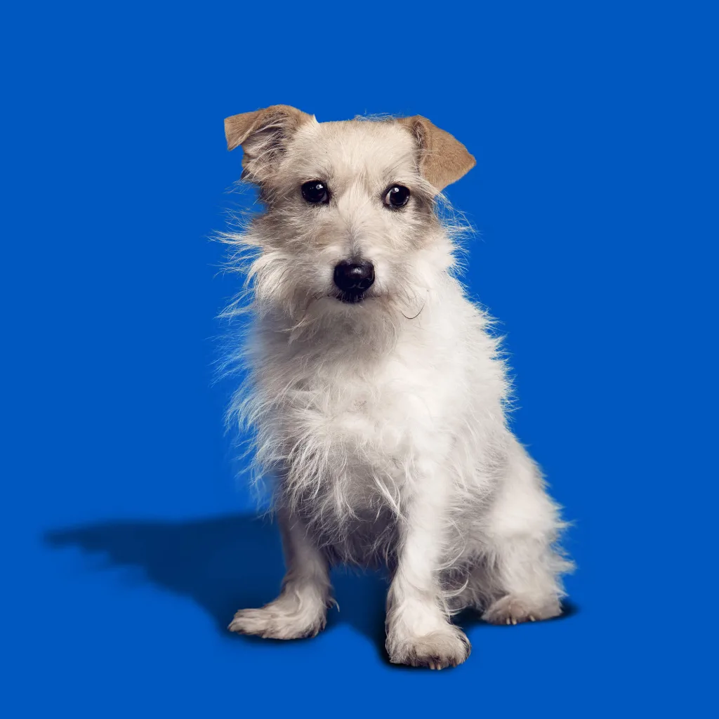 Portrait von dem weißen Terrier Else