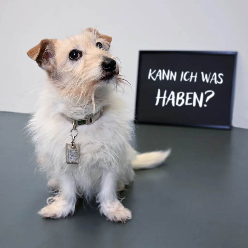 Spaßbild. Terrier Else sitzt vor einem Schild mit der Aufschrift: Kann ich was haben?